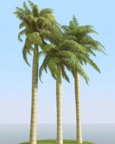 被风吹后的皇家棕榈树 大王椰子树 royal palm 02-wind