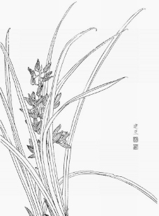 国画白描百花线稿建兰图片