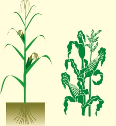玉米植株图片