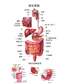 消化系统解剖图