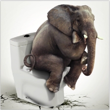 大象坐马桶想坐多久就坐多久