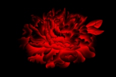 红牡丹红色的牡丹花
