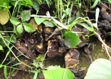 晒焦的蘑菇图片