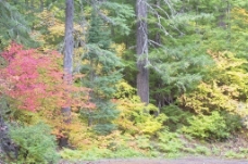 秋天背景秋天的森林背景