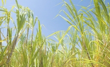甘蔗 农业图片