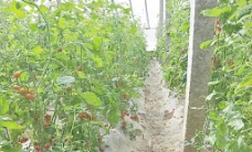 蔬菜大棚温室大棚西红柿图片