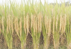 绿化景观水稻图片
