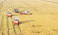 大自然水稻收割图片