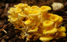 黄艳艳的榆黄蘑图片