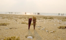 早晨沙滩贝壳图片