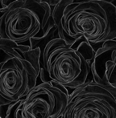 黑玫瑰的背景