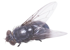 其他生物昆虫之蚊子图片