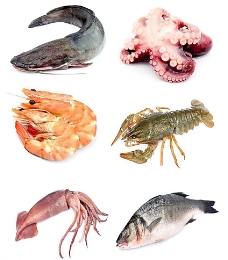 其他生物海产品图片