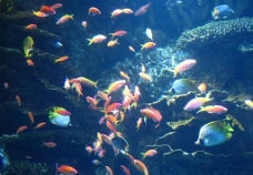 水族馆里的热带鱼图片