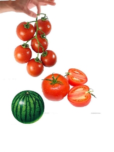 蔬菜瓜果水果蔬菜苹果西瓜西红柿柚子图片
