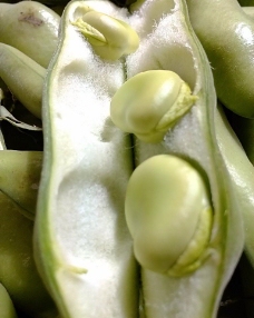 蔬菜蚕豆蚕豆图片