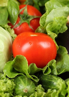 黄瓜西红柿生菜蕃茄包菜图片