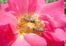 鲜花摄影鲜花和小蜜蜂图片