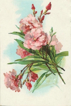 位图 植物图案 写意花卉 花朵 牡丹 免费素材