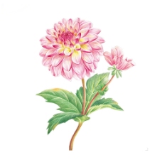 位图 写意花卉 植物 花朵 免费素材