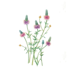 位图 写意花卉 植物 花朵 免费素材