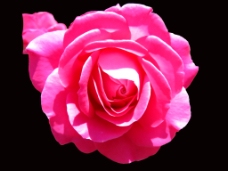 位图 植物 花朵 玫瑰 写实花卉 免费素材