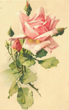 位图 植物图案 写意花卉 花朵 玫瑰 免费素材