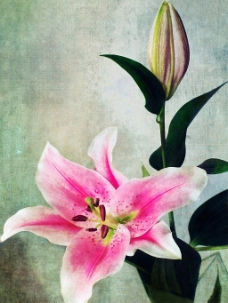 位图 植物图案 写意花卉 花朵 超高清 免费素材