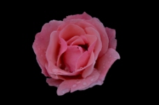 位图 植物 花朵 郁金香 写实花卉 免费素材