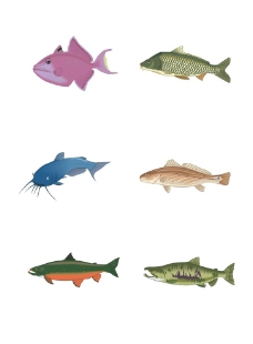鱼类图片