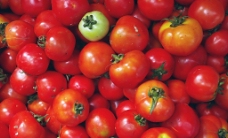 西红柿 蔬菜图片