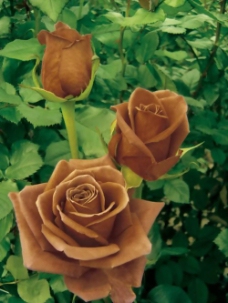 位图 植物图案 花朵 写实花卉 玫瑰 免费素材