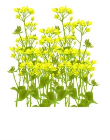 位图 植物图案 写意花卉 花朵 油菜花 免费素材