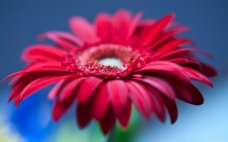 位图 植物 花朵 写实花卉 高清 免费素材