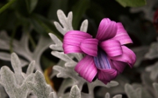位图 植物 花朵 写实花卉 高清 免费素材