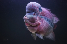 位图动物鱼数码照片免费素材