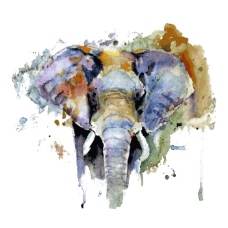 动物插图印花矢量图T恤图案插画动物大象免费素材