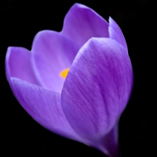 位图 植物摄影 写实花卉 花朵 郁金香 免费素材