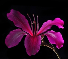 位图 植物摄影 写实花卉 花朵 数码照片 免费素材