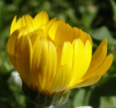 位图 植物摄影 写实花卉 花朵 菊花 免费素材