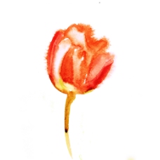 位图 植物 写意花卉 花朵 郁金香 免费素材