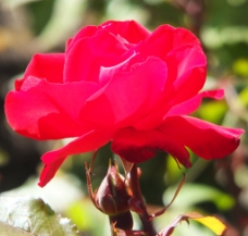 位图 植物摄影 写实花卉 花朵 玫瑰花 免费素材