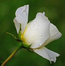 位图 植物摄影 写实花卉 花朵 白玫瑰 免费素材
