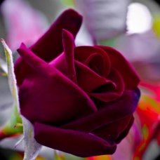 位图 植物摄影 写实花卉 花朵 玫瑰 免费素材