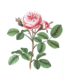 位图 植物 写意花卉 花朵 玫瑰 免费素材
