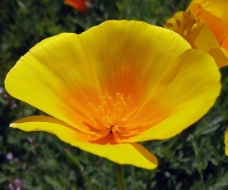 位图 植物摄影 写实花卉 花朵 数码照片 免费素材