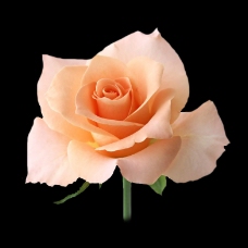 位图 植物摄影 写实花卉 花朵 玫瑰 免费素材