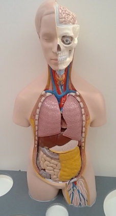 人体模型人体器官模型图片