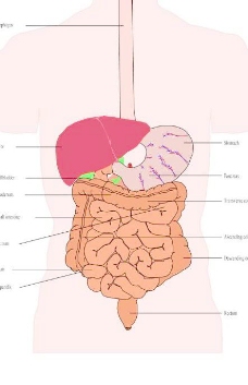 内脏器官