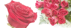 七夕情人节红玫瑰素材图片